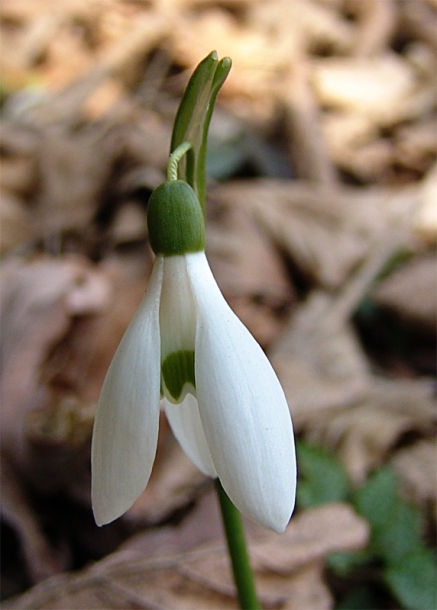 Изображение особи Galanthus woronowii.