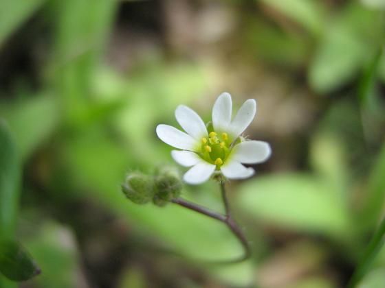 Изображение особи Erophila verna.