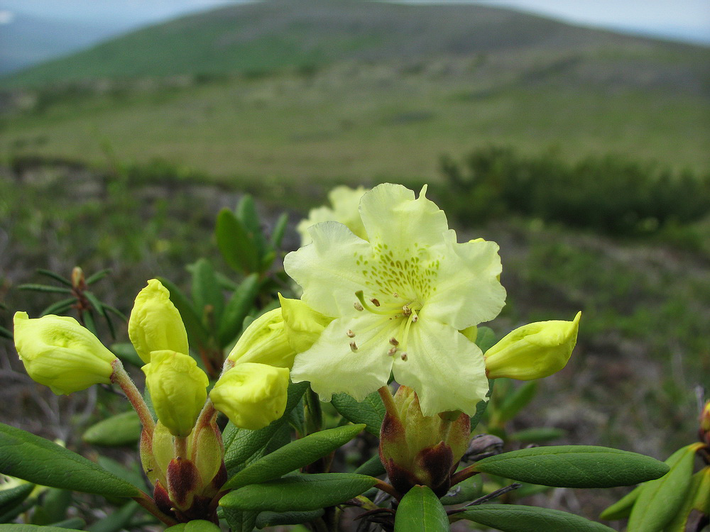 Изображение особи Rhododendron aureum.