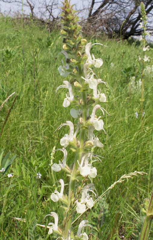 Image of Salvia revelata specimen.