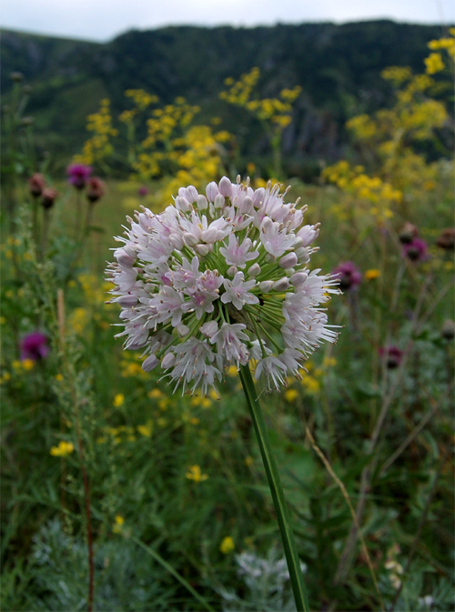 Image of Allium nutans specimen.