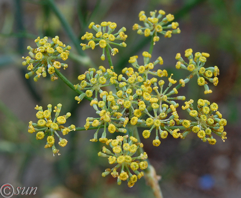 Image of Foeniculum vulgare specimen.