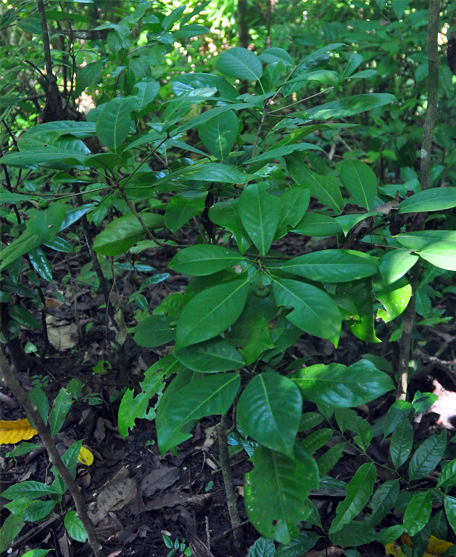 Image of Actephila excelsa specimen.