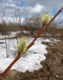 Salix gmelinii. Часть побега с мужскими соцветиями. Аномально раннее цветение. Окр. Архангельска, рудеральный луг. 16.04.2015.