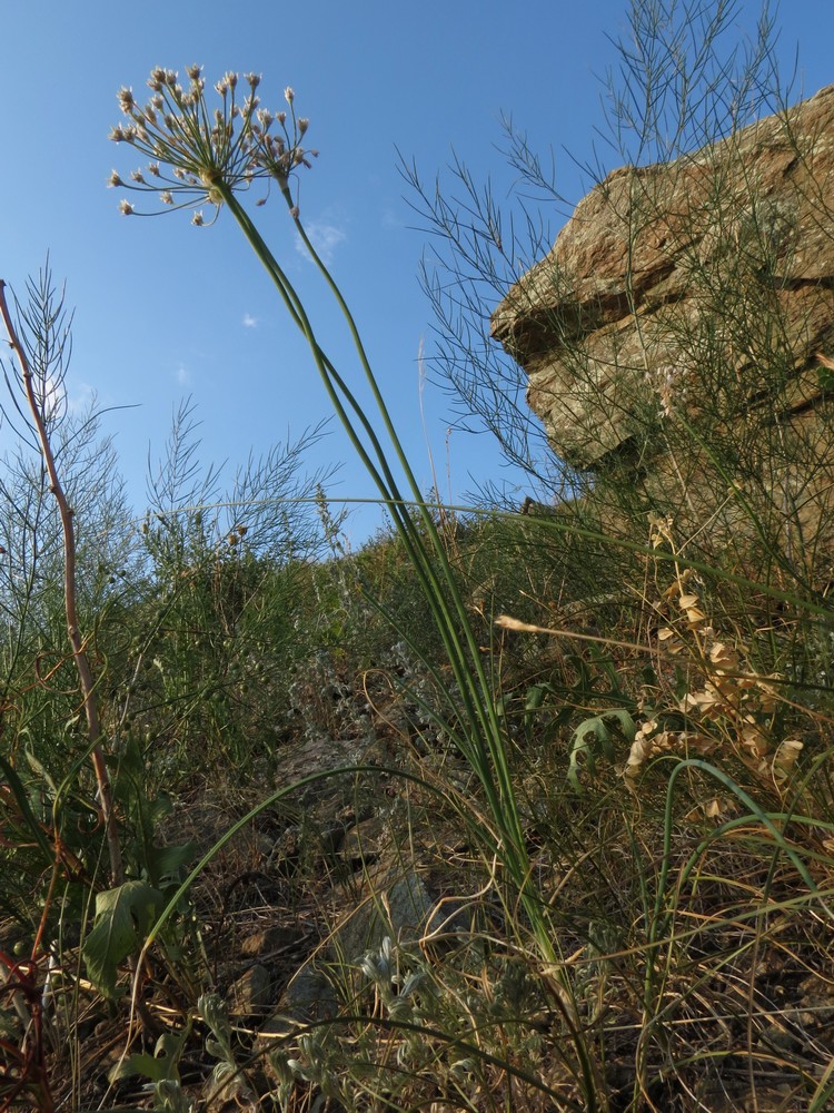 Image of Allium anisopodium specimen.