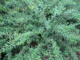 Heimia salicifolia. Цветущее растение. Австралия, г. Брисбен, ботанический сад. 30.12.2015.