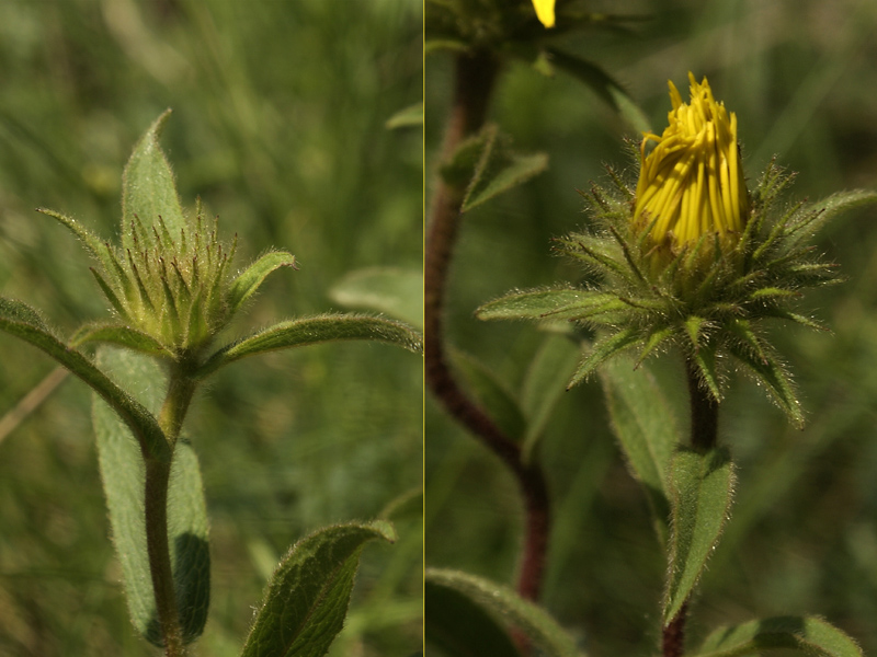 Image of Inula hirta specimen.