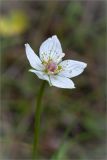 Parnassia palustris. Цветок. Мурманская обл., с. Княжая Губа, побережье Кандалакшского зал. Белого моря, каменистая литораль. 26.07.2015.