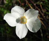 Anemone sylvestris