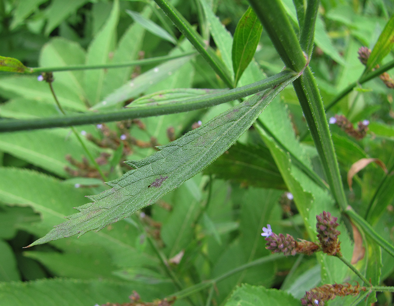 Изображение особи Verbena brasiliensis.