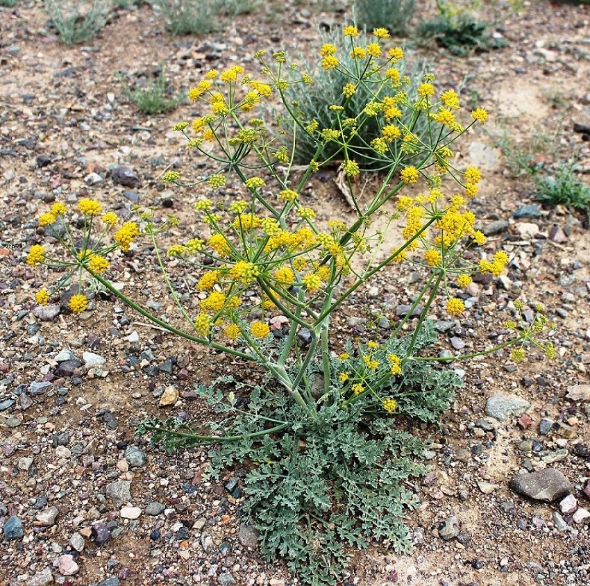 Изображение особи Ferula syreitschikowii.