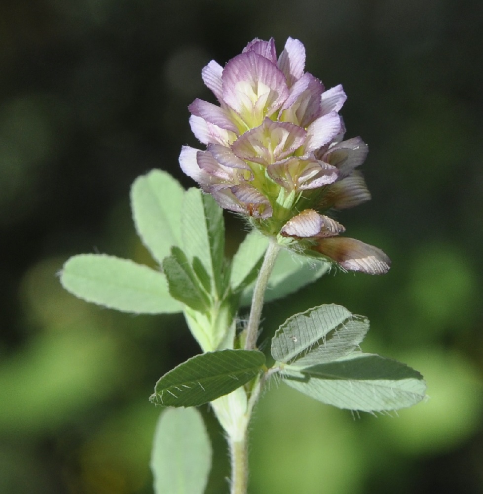 Image of Trifolium grandiflorum specimen.