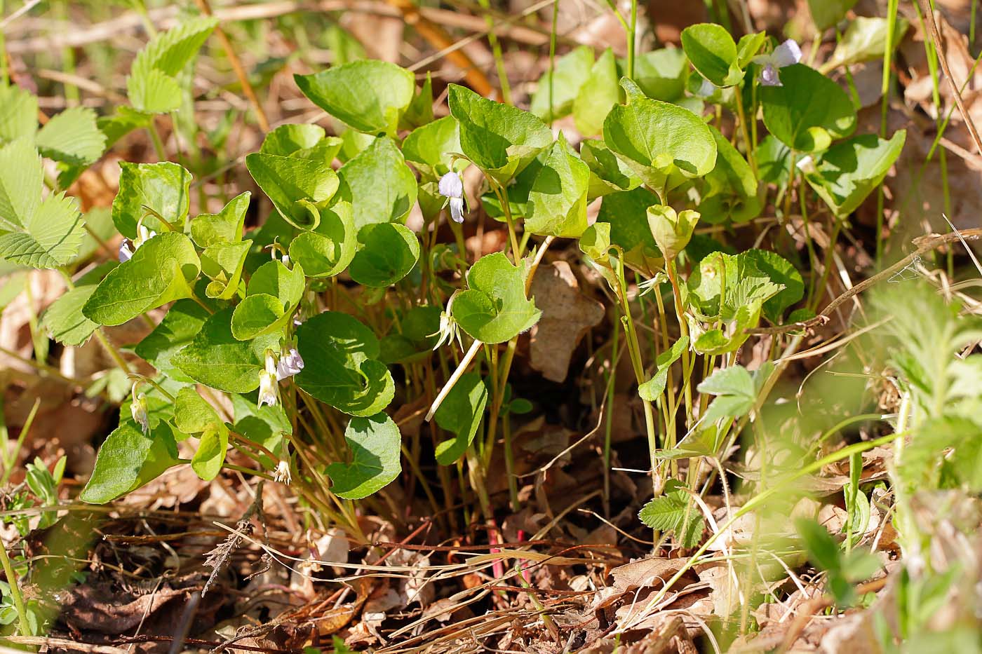 Image of Viola mirabilis specimen.