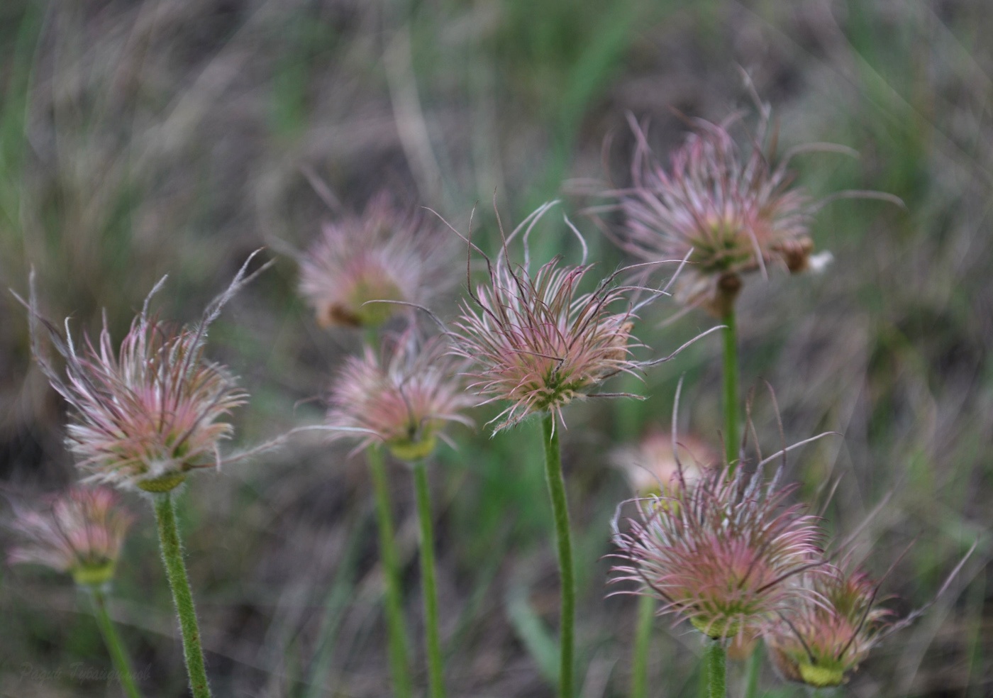 Изображение особи Pulsatilla patens.