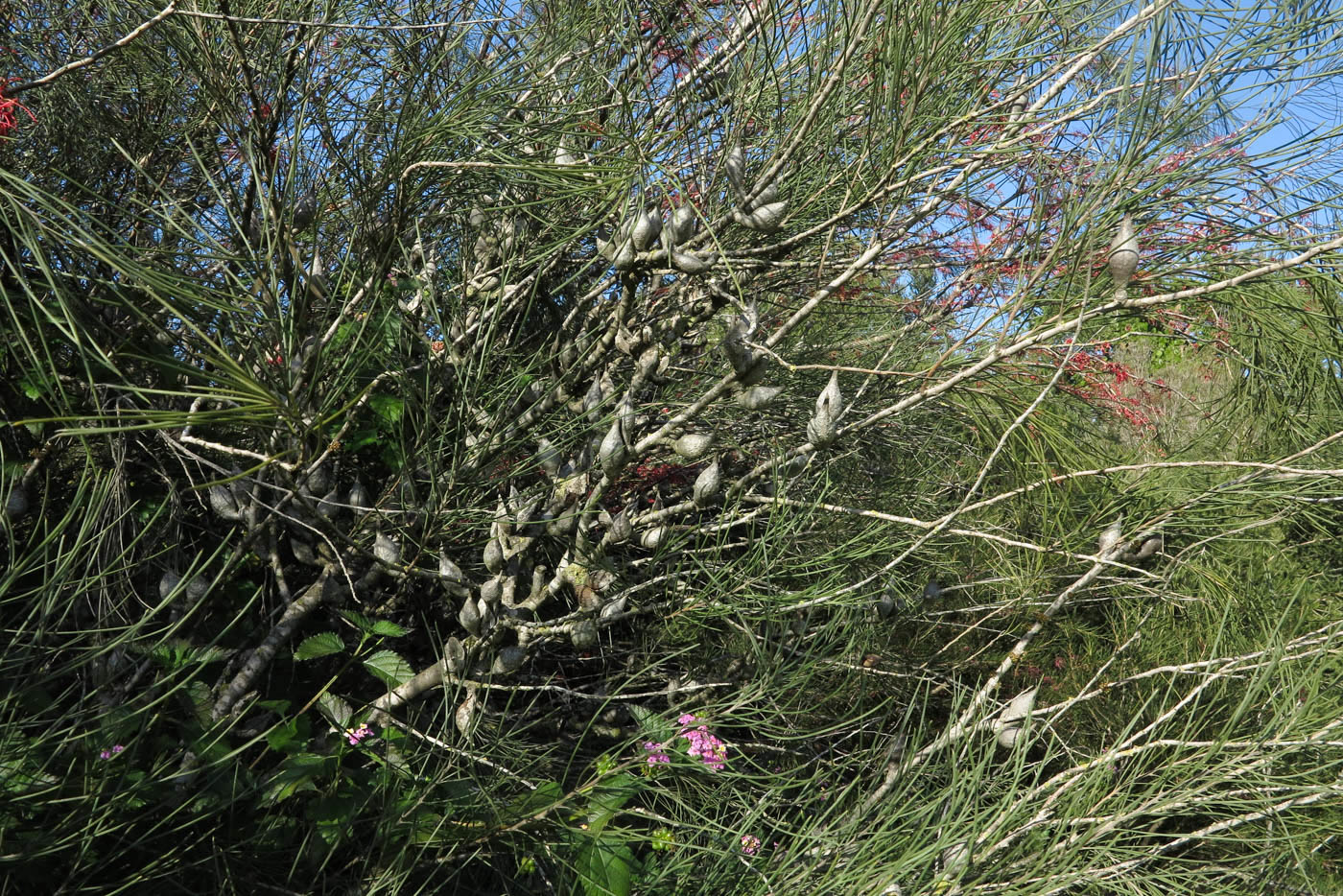 Изображение особи Hakea orthorrhyncha.