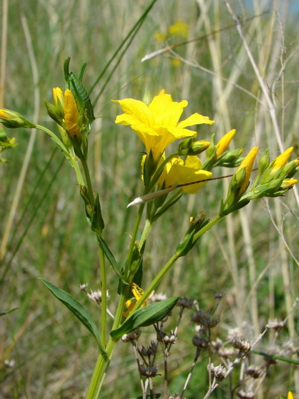 Изображение особи Linum flavum.