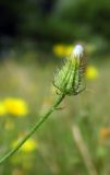 Crepis setosa. Верхушка побега с отцветшим соцветием. Республика Адыгея, г. Майкоп, южная окраина города, хребет Нагиеж-Уашх, поляна среди дубово-буково-грабового леса возле берега р. Белая. 10.07.2016.