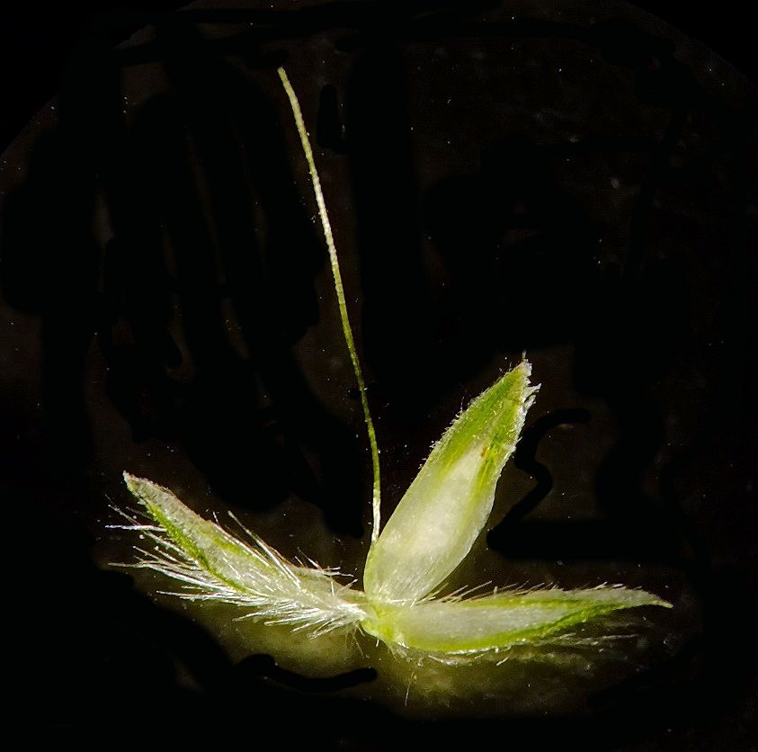 Image of Alopecurus longiaristatus specimen.