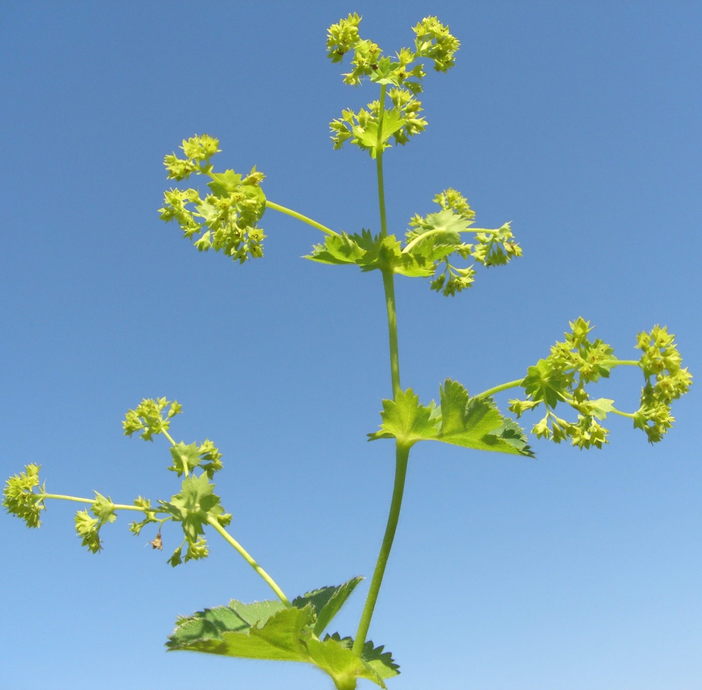 Изображение особи род Alchemilla.