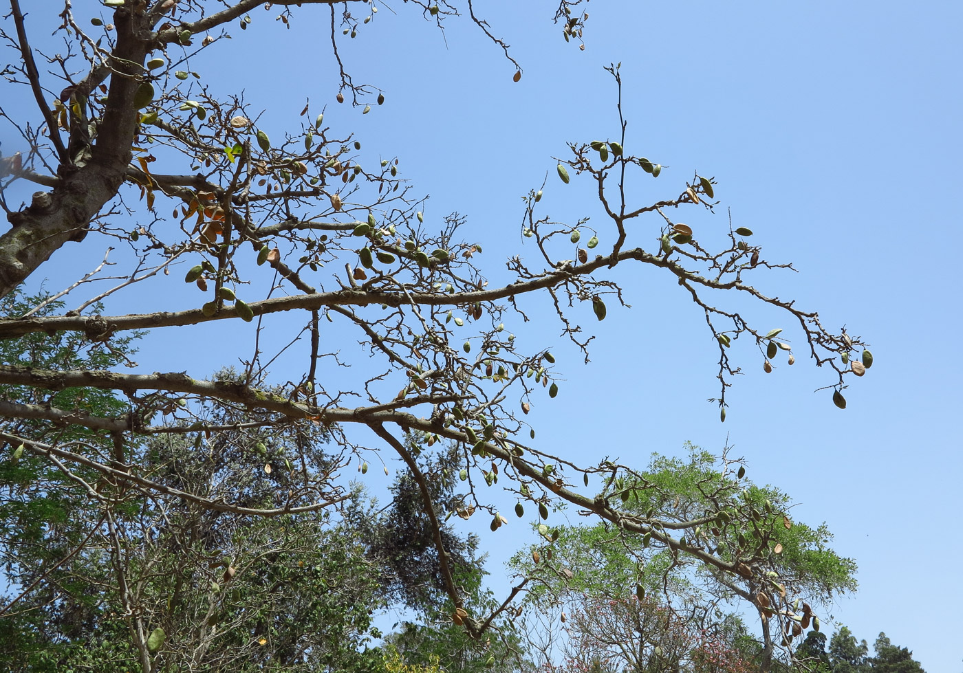 Image of Pongamia pinnata specimen.