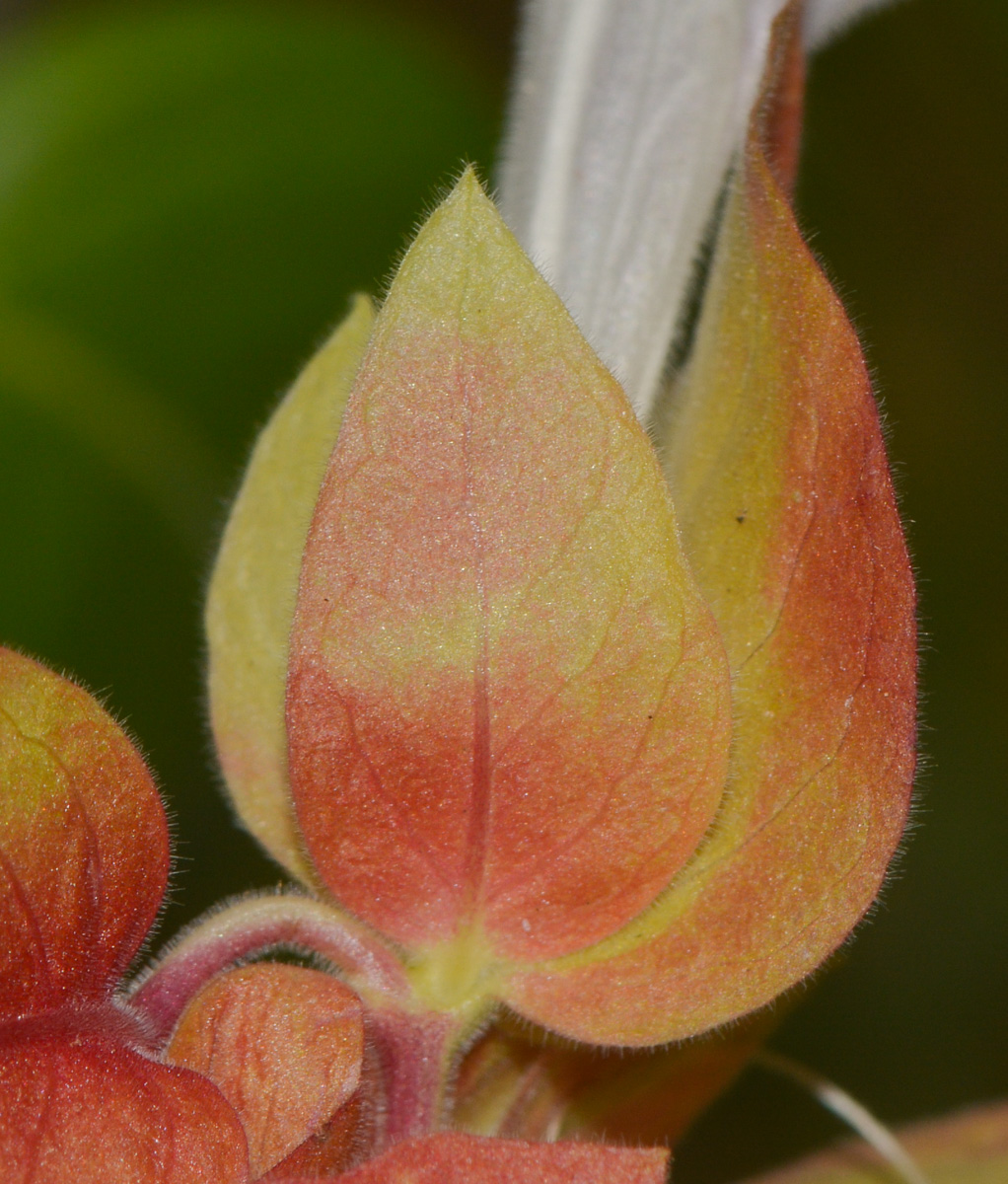 Image of Justicia fulvicoma specimen.