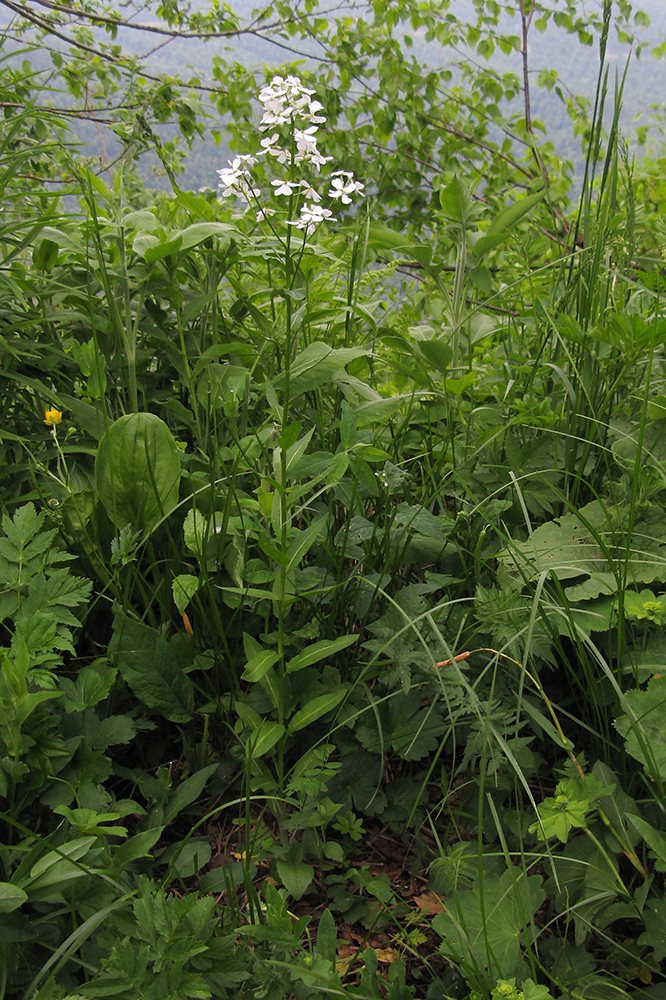 Image of Hesperis voronovii specimen.