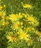 Inula macrophylla