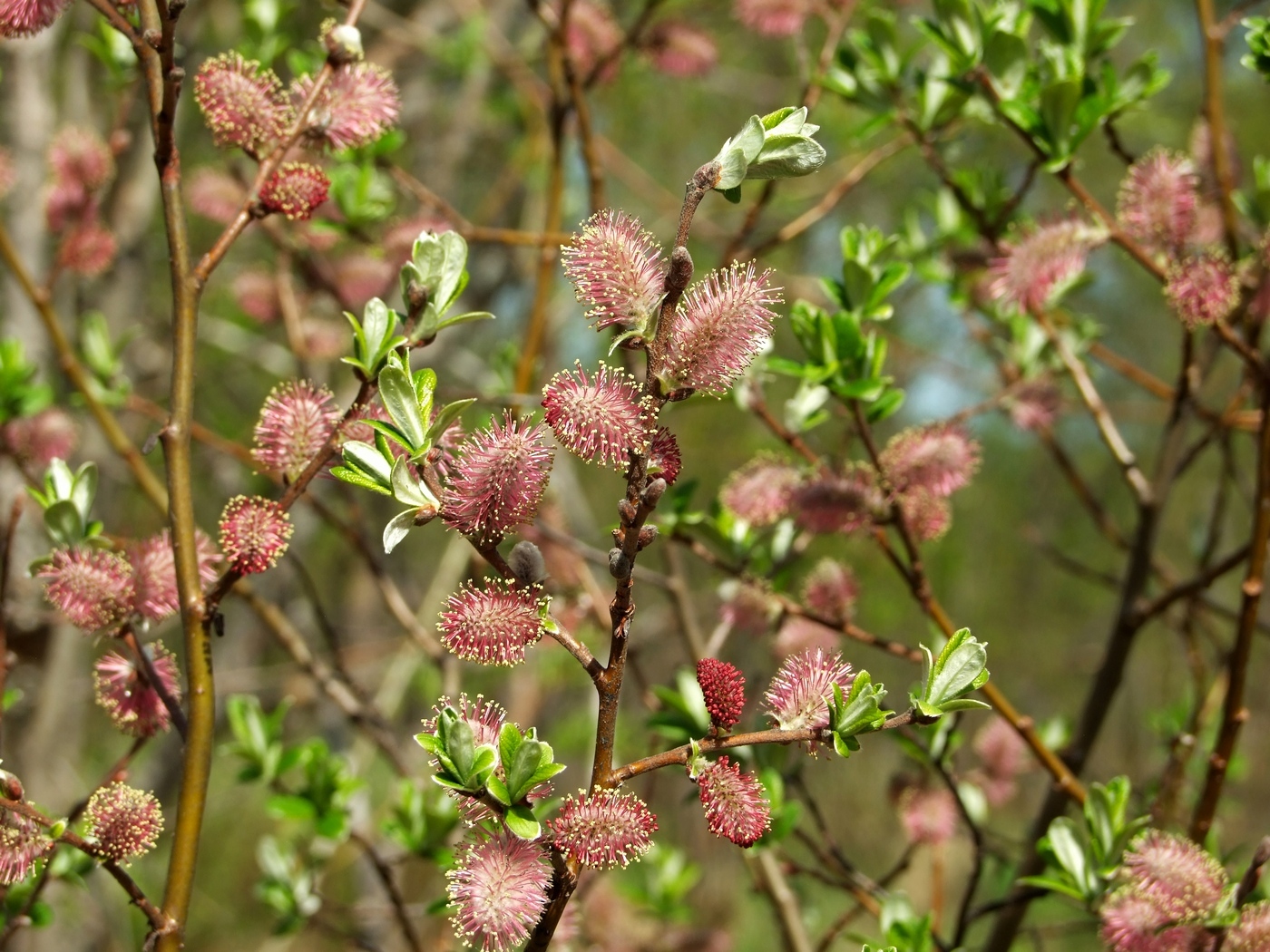 Изображение особи Salix krylovii.