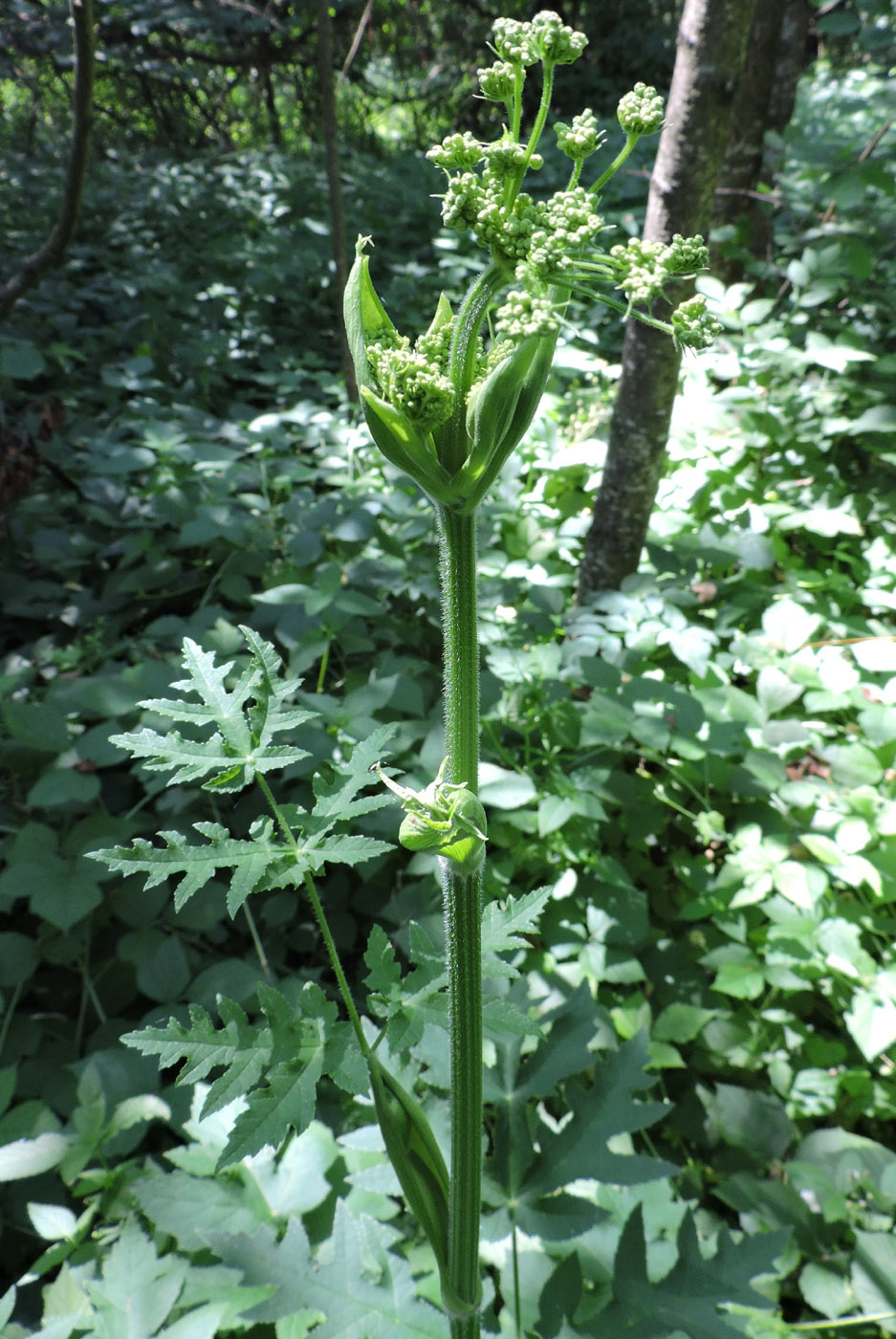 Image of Heracleum sibiricum specimen.