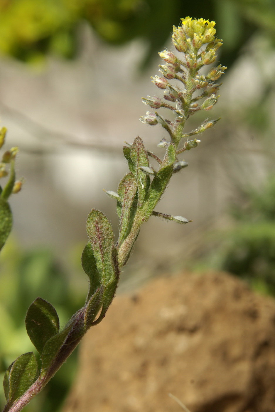 Изображение особи Alyssum simplex.