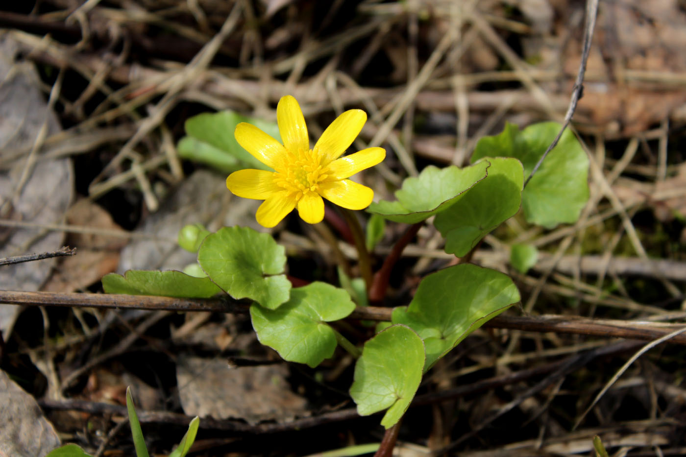 Image of Ficaria verna specimen.