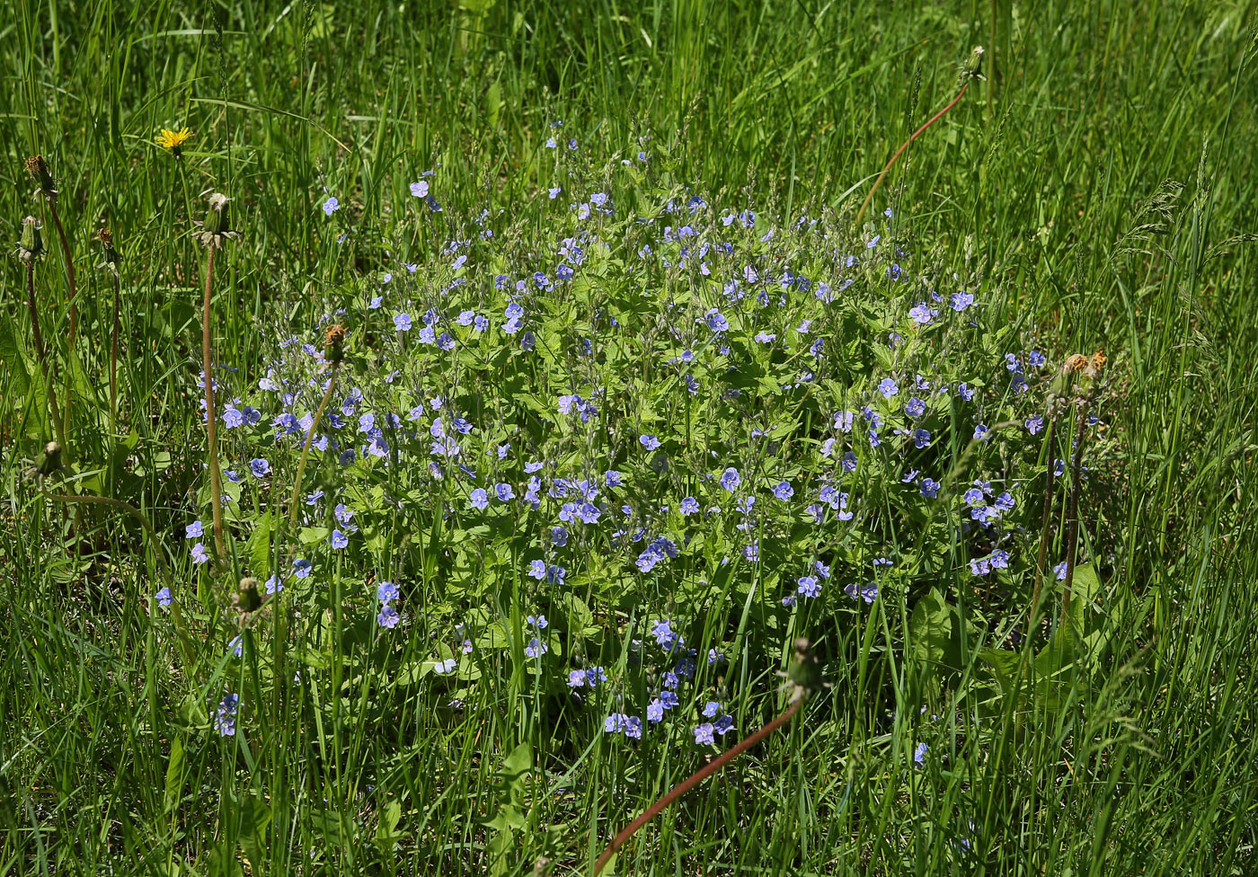 Image of Veronica chamaedrys specimen.