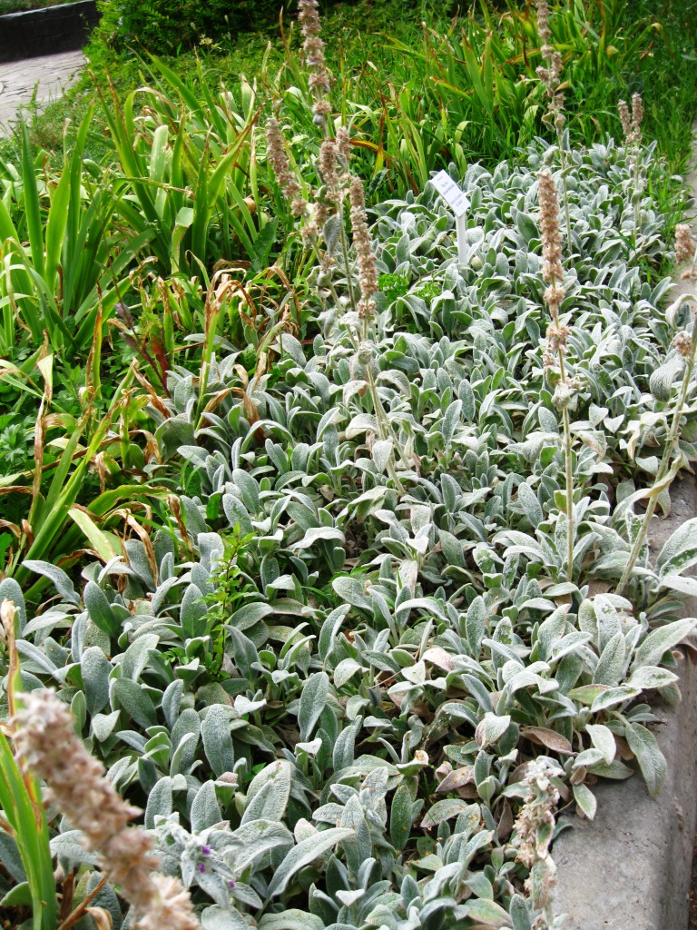 Image of Stachys byzantina specimen.