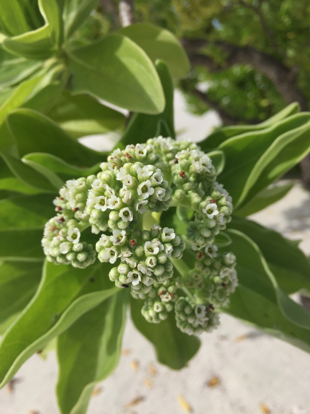 Изображение особи Heliotropium foertherianum.