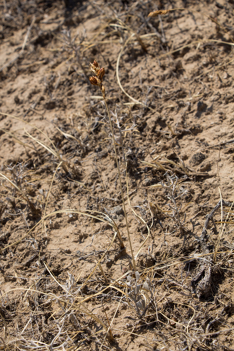 Image of Carex subphysodes specimen.