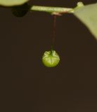 Phyllanthus rotundifolius. Плод. Израиль, Шарон, г. Тель-Авив, ботанический сад университета, сорное. 23.08.2017.