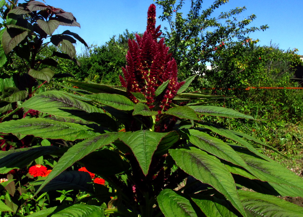 Image of Amaranthus tricolor specimen.