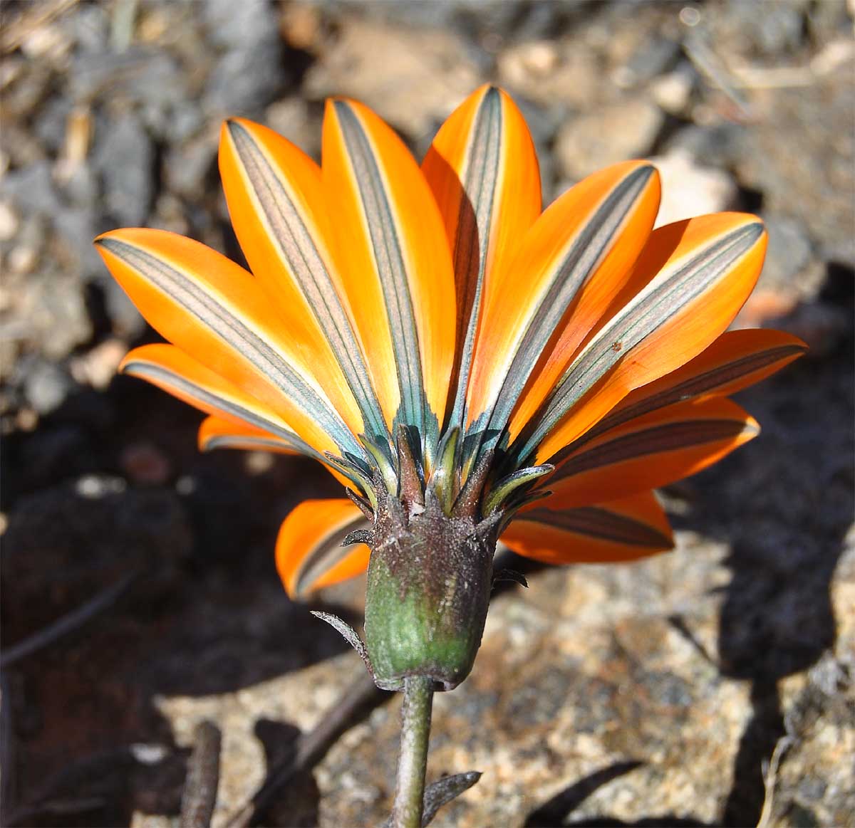 Изображение особи Gazania krebsiana.