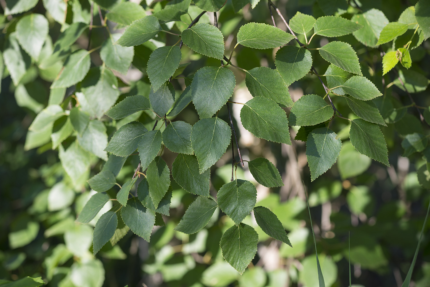 Image of Betula &times; aurata specimen.