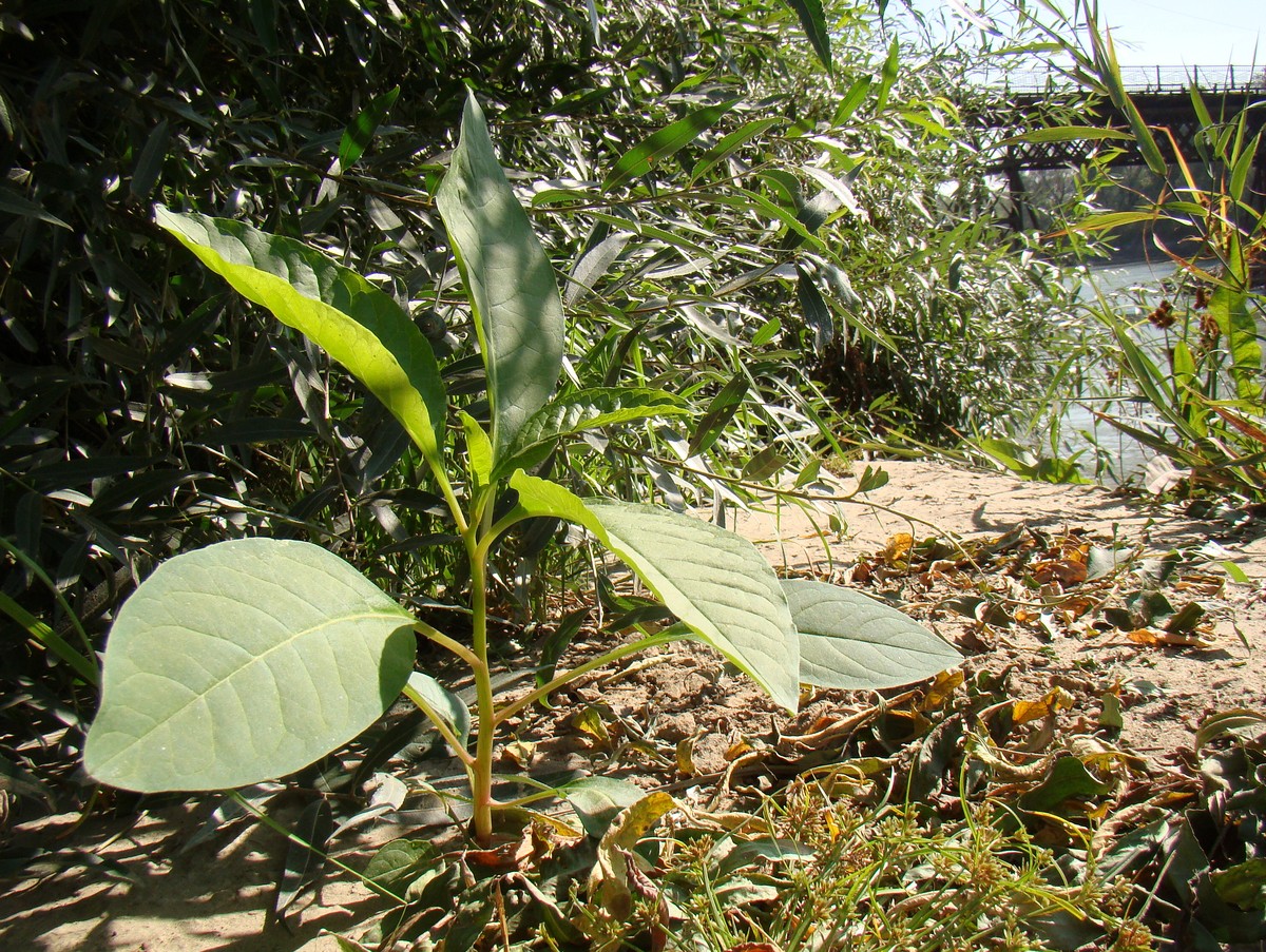 Image of Phytolacca americana specimen.