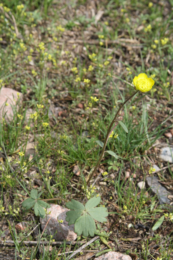 Изображение особи Ranunculus baranovianus.