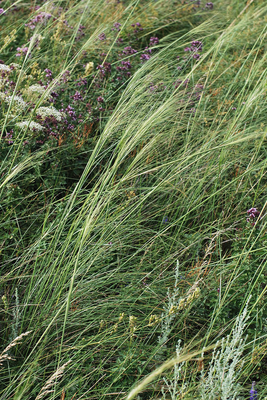 Image of Stipa capillata specimen.