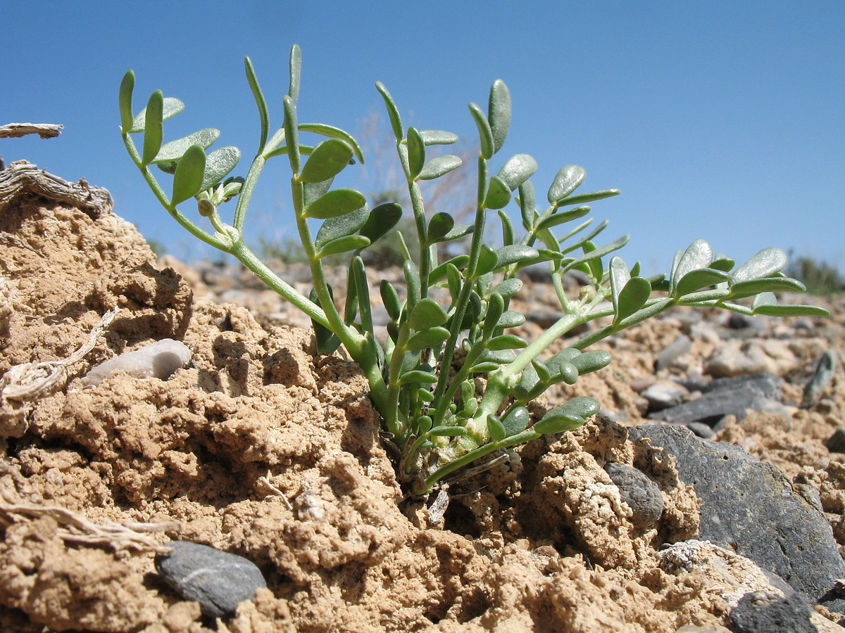 Изображение особи Zygophyllum karatavicum.