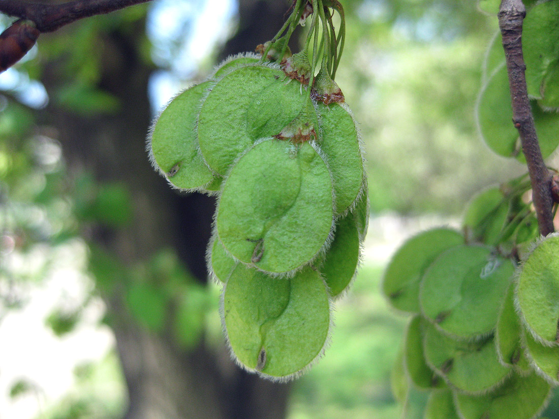 Изображение особи Ulmus laevis.