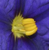 Lycianthes rantonnetii. Центральная часть цветка. Израиль, Шарон, пос. Кфар Монаш, ботанический сад \"Хават Ганой\". 30.11.2017.