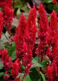 Celosia argentea