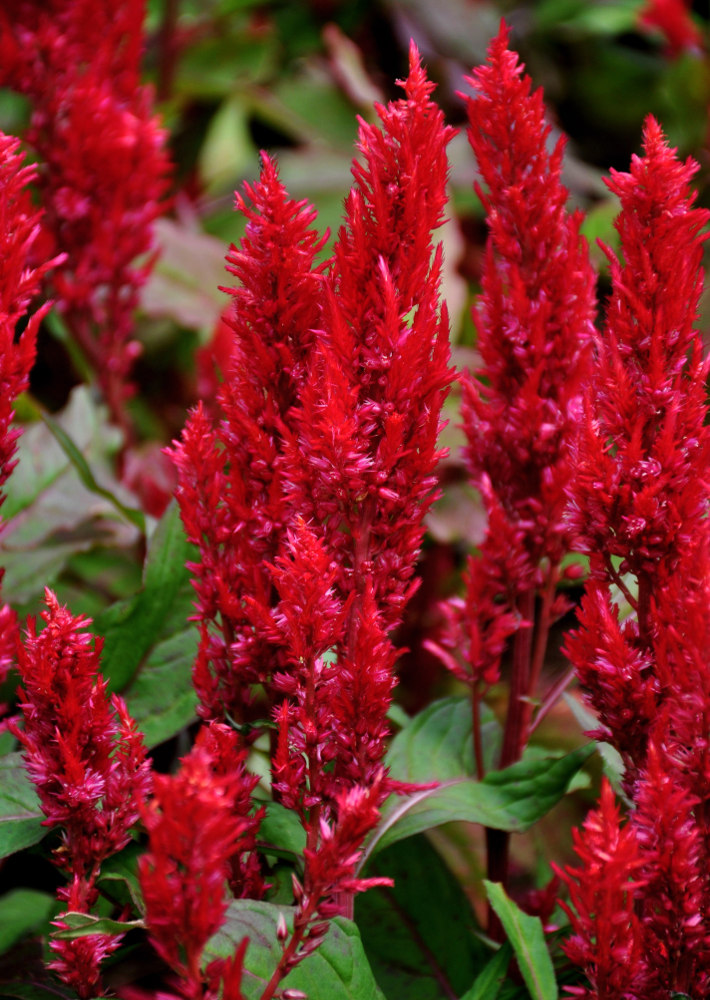 Image of Celosia argentea specimen.