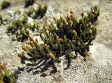 genus Orthotrichum. Гаметофиты и спорогоны. Краснодарский край, Абинский р-н, окр. пос. Новый, скалы Новые. 05.04.2018.