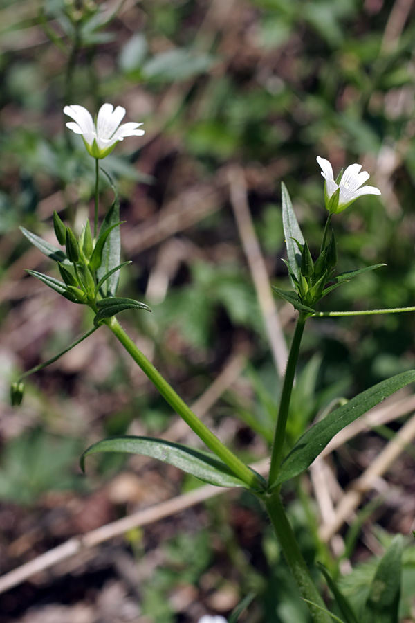 Image of Cerastium nemorale specimen.