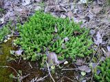 Sedum acre